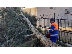 Adana’da Fırtına Ağaçları Kökünden Söktü