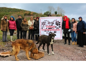 Körfez’de Sokak Hayvanlarına Mama Desteği