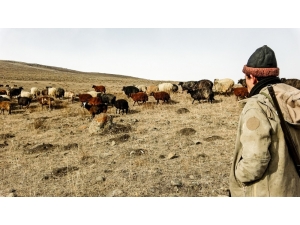 Ardahan’da Kış Ayında Sıcak Hava Çiftçiye Ekonomik Kazanç Sağlıyor