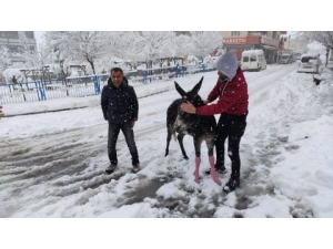 Donmaktan Kurtardıkları Eşeği Giydirdiler