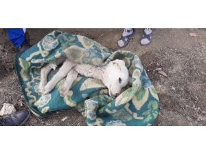 Engelli Genç Felçli Köpeğe Sahip Çıktı