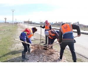 Suriye’nin Kuzeyi Barış Pınarı İle Yeşilleniyor