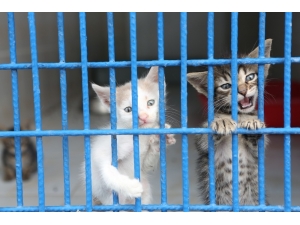 Can Dostlara Kucak Açan Merkez