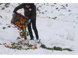 Iğdır’da Av Ve Yaban Hayvanları İçin Doğaya 115 Kilogram Yem Bırakıldı