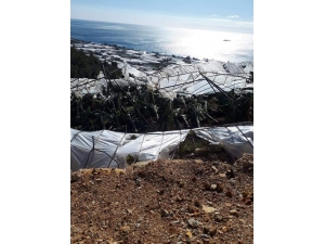 Bozyazı’da Fırtına Muz Seralarına Zarar Verdi