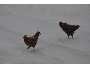 Hayvanların Karla Mücadelesi