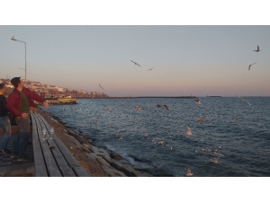 Martılar Simit Kapmak İçin Havada Yarıştı