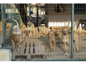 Mersin’de 800 Köpek Ve 550 Kedi Sahiplendirildi