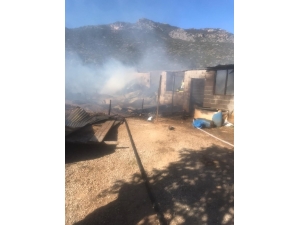 Ahırdaki İnekler Yanmaktan Son Anda Kurtarıldı