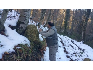 Yaban Hayvanlarına Yem Ve Yiyecek Desteği Verildi
