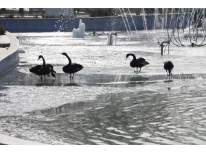 Buz Tutan Havuzda Kuğuların Yürüme Mücadelesi Renkli Görüntüler Oluşturdu