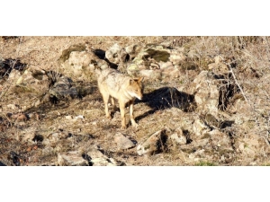 Yiyecek Bulamayan Yaban Hayvanları Yerleşim Alanlarına İndi