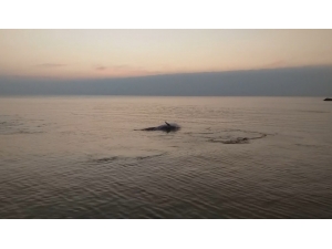 Yunuslar Sahilde Balık Avladı