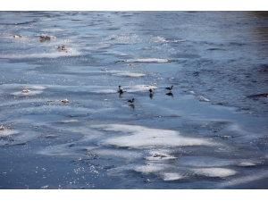 Zara’da Kızılırmak’ın Yüzeyi Kısmen Buz Tuttu