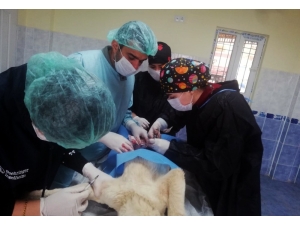 Kaza Sonucu Ağır Yaralanan Kedi Ve Köpek Operasyonla Hayata Tutundu