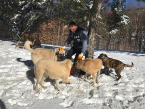 Uludağ’daki Sahipsiz Hayvanlara Osmangazi Desteği