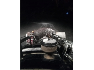 Kaybolan İneği Ararken Az Daha Donuyorlardı