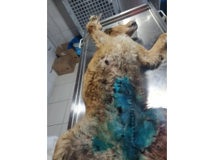 Memesinde Tümör Olan Köpek Tedavi Edildi