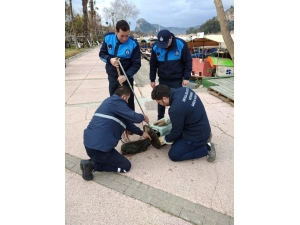 Dalyan’da Kanala Düşen Yaralı Kedi Kurtarıldı