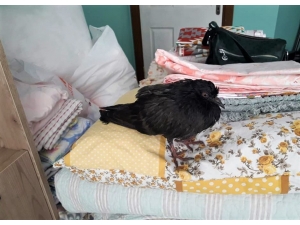 Kurtardığı Güvercinle Yatağını Paylaştı