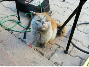 Depremzede Kediye Antalya Büyükşehir Eli