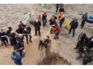 Kuyuya Düşen 4 Aylık Hamile Eşeği Afad Kurtardı
