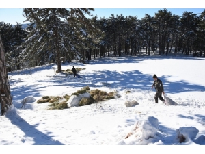 Yaban Hayvanları İçin Doğaya Yem Bırakıldı