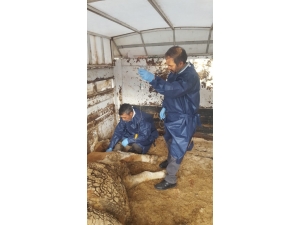 Depremde Yaralanan Hayvanlar Tedavi Edildi