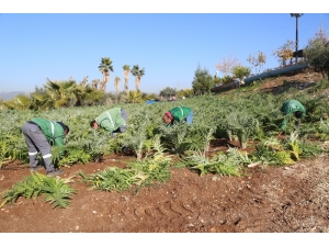 Mezitli’nin İlk Enginarları Nisanda Hasat Edilecek