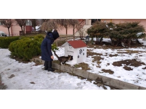 Tarihi Kentte Sokak Hayvanlarına Ev