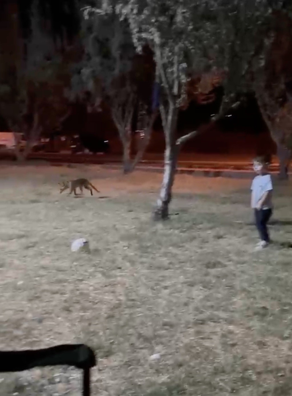 canakkale-de-minik-cocugun-topunu-tilki-boyle-caldi