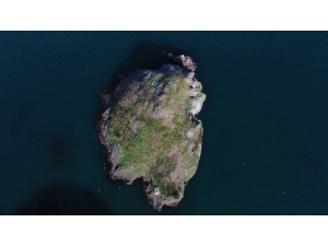 Kuşların Ordu’daki Yaşam Alanı: “Hoynat Adası”