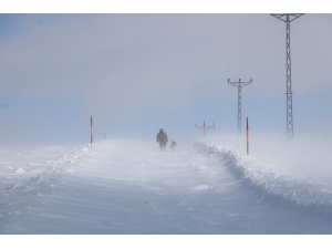 Kurtların Korkulu Rüyası Kangallar, Sibirya Soğuklarında Eğitiliyor