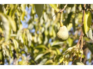 Avokadoyu Hastalık Vurdu Rekolte 5’te Bir Oranında Düştü