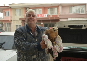 Tarlasında Yaralı Şahin Buldu