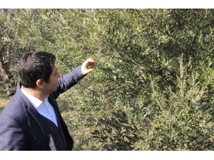 Zeytinlikler Kuraklık Stresi Tehdidi Altında