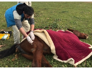 Aç Bırakıp Ölüme Terk Ettiler, Yaralı Halde Bulundu