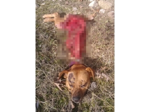 Aç Kurtlar Köpeği Yedi