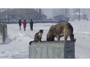 Dondurucu Havada Kedi Ve Köpeğin Sıcak Dostluğu