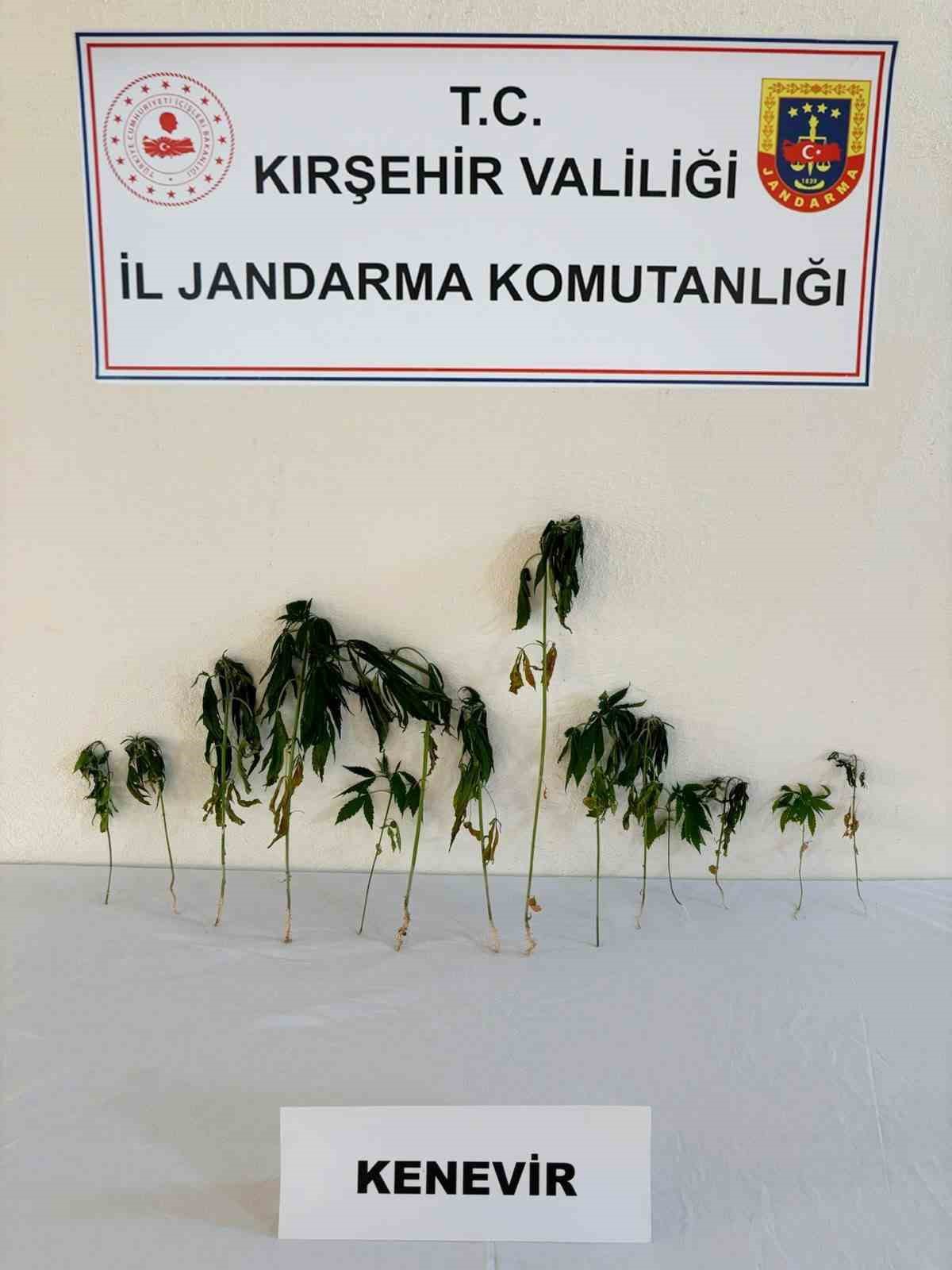 kirsehir-de-bahceye-ekili-kenevir-ele-gecirildi
