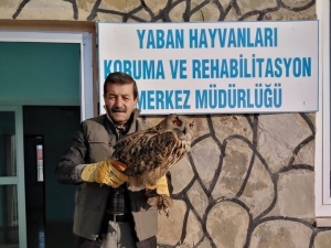 Van’da Yaralı Bulunan Puhu, Tedavi Altına Alındı