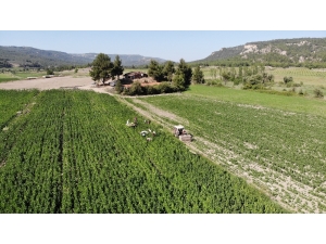 Denizli, Kekik Ve Tütün Üretiminde Zirvede