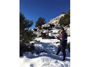 Çobanın Kaybettiği Sürüyü Jandarma Drone İle Buldu