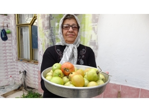 Evinin Önüne Ektiği Domatesten Ocak Ayına Kadar Ürün Topladı