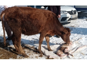 Uzmanlardan Hayvan Sahiplerine Önemli Uyarı