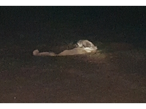 Gübreye Batan Köpeği İtfaiye Kurtardı