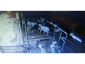 Koyunların Depreme Tepkisi Güvenlik Kamerasında