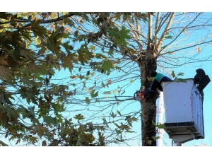Büyükçekmece’de Çınar Ağaçları “Kanser” Riskine Karşı Budanamıyor