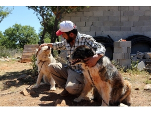Konya’da “Gönüllü Hayvan Dostları Projesi” Türkiye’ye Örnek Oluyor