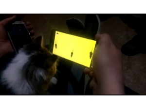 Kedinin Cep Telefonundan Fare İle Oyunu Kahkahaya Boğdu